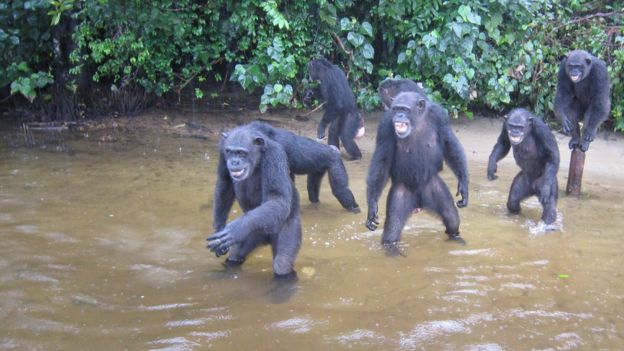 Агресивни шимпанзета, пуснати от лаборатория, живеят на свой остров (ВИДЕО)