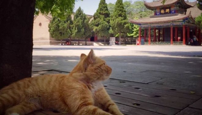 Музей в Китай приюти бездомни котки след оплаквания в интернет