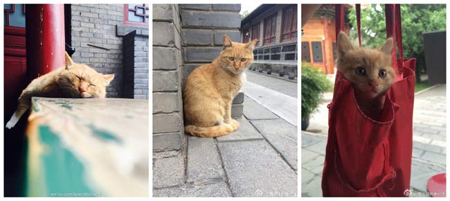 Музей в Китай приюти бездомни котки след оплаквания в интернет