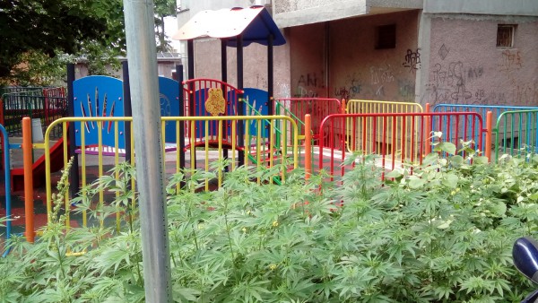 Детска площадка обрасна с канабис (Снимки)