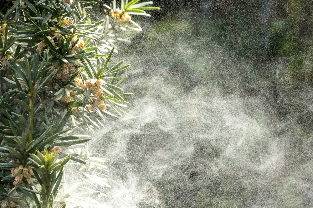 Кога цветният прашец предизвиква алергии?