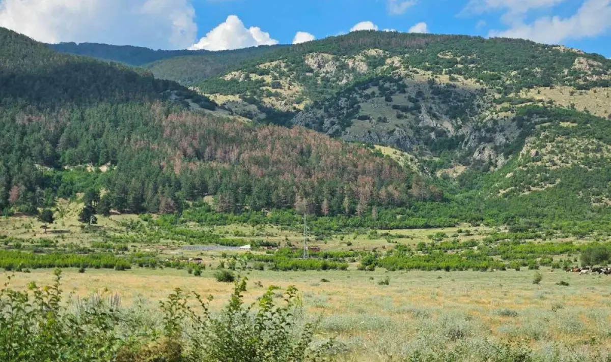 Горите в България трайно застаряват