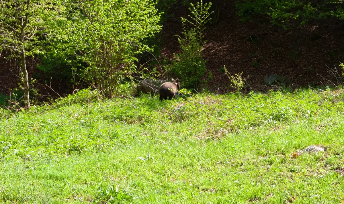 Мечки убиват крави в Смолянско
