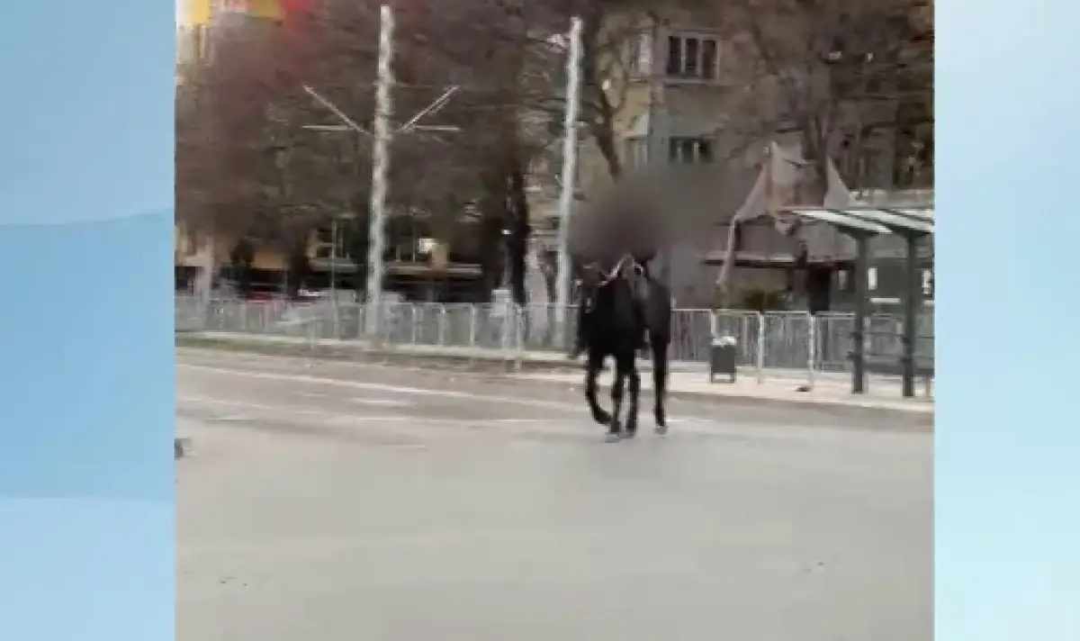 Деца яздиха кон на софийски булевард (Видео) ᐉ Новини от Fakti.bg -  България | ФАКТИ.БГ