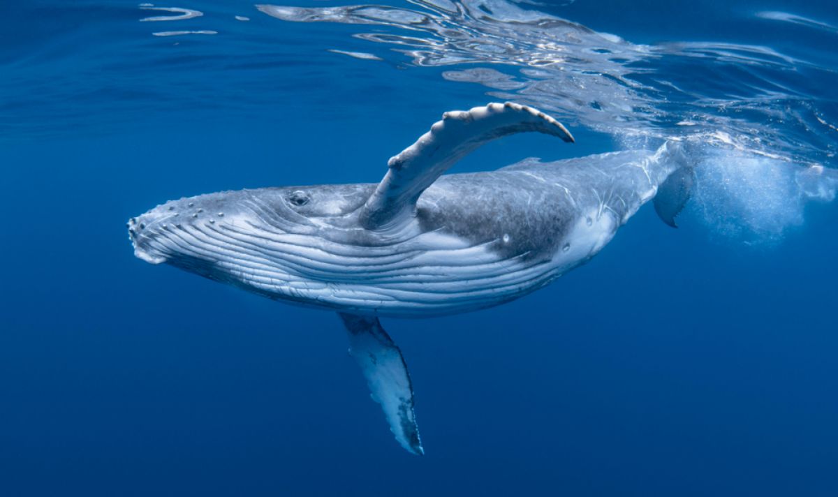 Сколько пластика проглатывают синие киты в день