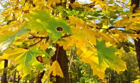 Мъгливо утро, предимно слънчево през деня - 1