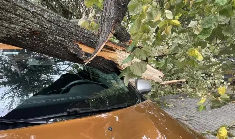 10 сигнала за паднали дървета в София заради силния вятър - 1