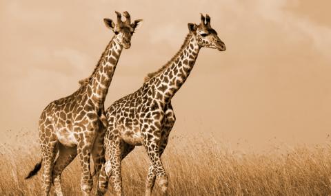 Гръм уби два жирафа - 1