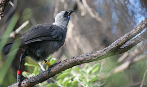 След 20 години спасиха от изчезване птицата кокако - 1