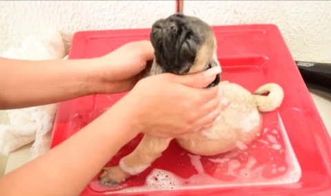 Това куче обожава къпането (ВИДЕО) - 1