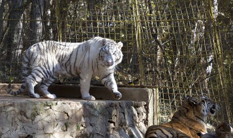 Зоопаркът в Стара Загора отново отваря врати - 1