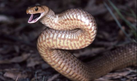 Смъртоносна змия опита да се чифтоса с градински маркуч (ВИДЕО) - 1