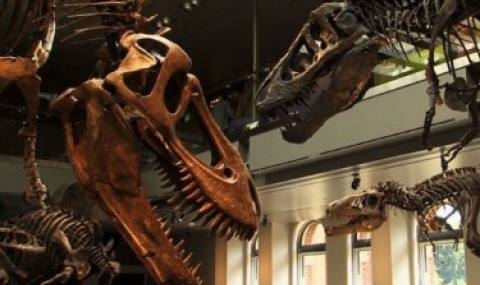 Археолози откриха 5-метрова опашка на динозавър, датирана на 72 милиона години - 1