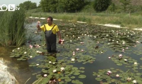 Бивш военен направи първата ферма за водни лилии в България - 1