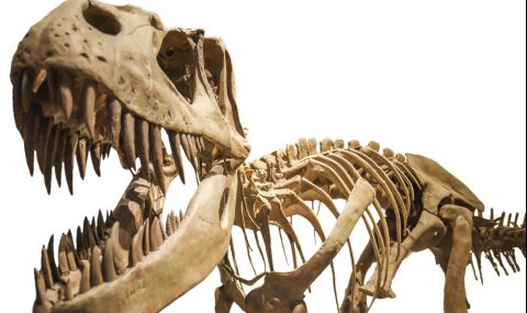 Череп на Тиранозавър Рекс ще бъде продаден на търг (ВИДЕО) - 1