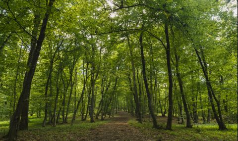 Европа посяга на горите си заради енергийната криза - 1