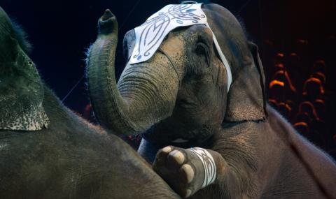 Слон падна върху публиката в цирк - 1