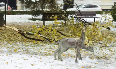 Над 50 сигнала за паднали клони са реагирали аварийните екипи на СО