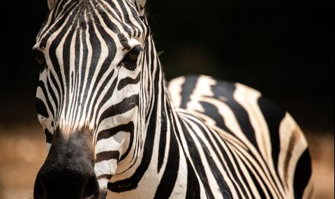 Зебра на точки, а не на райета, се появи в резерват в Кения (СНИМКИ) - 1