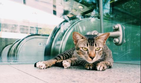 Котка на ескалатор забавлява интернет потребителите (ВИДЕО) - 1