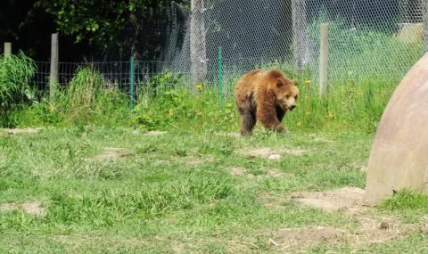 Разрешиха отстрелването на три проблемни мечки в Смолянско - 1