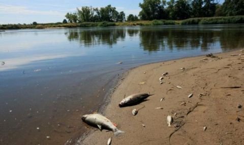 Откриха живак в река Одер след масовото измиране на риба  - 1