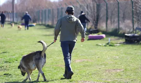 Прибраха в общински приют питбула, нападнал и убил улична котка в Бургас - 1