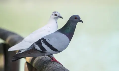 Два гълъба предизвикаха хаос на борда на самолет (ВИДЕО) - 1