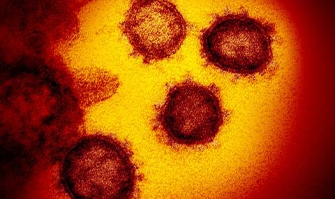 Доказателството, че коронавирус не е създаден в лаборатория - 1