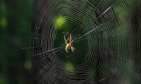 Какво би станало, ако изчезнат паяците и насекомите? - 1