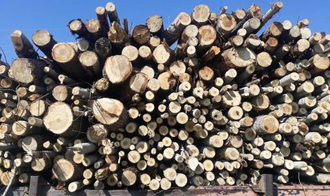 Спипаха бракониери, отсекли 25 кубика дървесина в Шуменско - 1