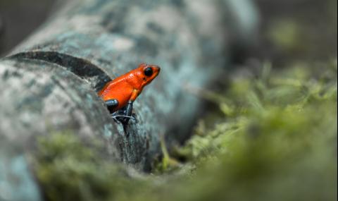 Удивително жабче има различен цвят на всеки различен остров (СНИМКИ) - 1