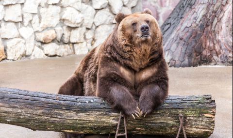 Жена хвърли детето си в клетката на мечка (ВИДЕО) - 1