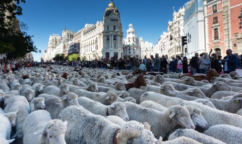 Хиляди овце превзеха центъра на Мадрид (ВИДЕО) - 1