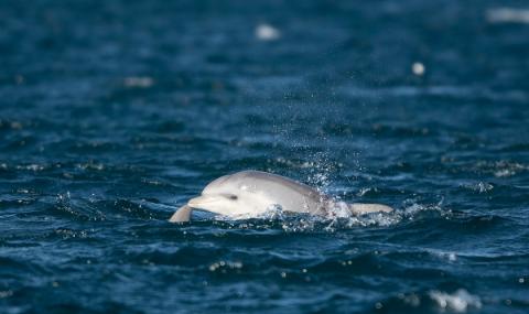 Делфините се върнаха в Босфора - 1