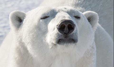 Световният ден на полярната мечка ни напомня и за останалите застрашени видове - 1