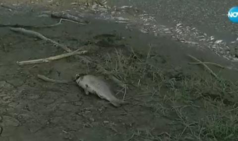 Стотици килограми умряла риба изплува по бреговете на Янтра - 1