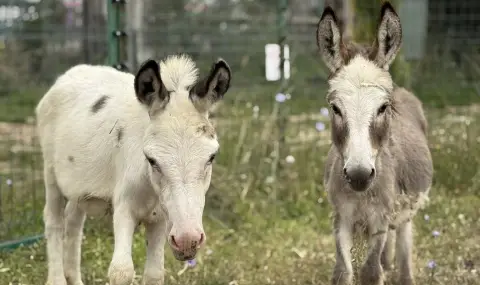 Мини магаренца са най-новите обитатели на зоопарка в Бургас (СНИМКИ+ВИДЕО) - 1
