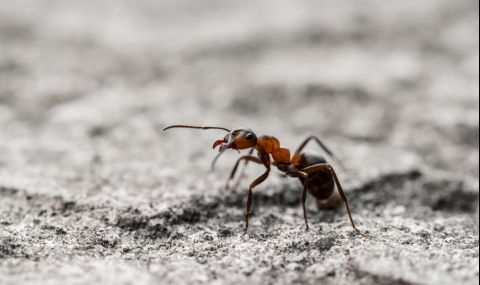 Разделение на труда е имало и преди 100 млн. години... при мравките - 1