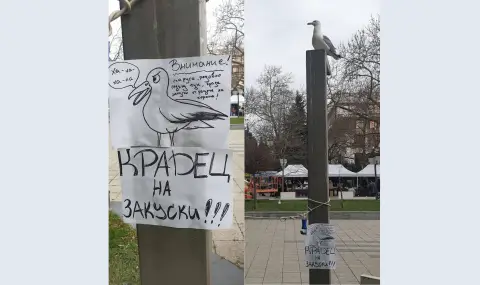 В Бургас се появиха предупредителни табели заради крадлив гларус (СНИМКИ) - 1