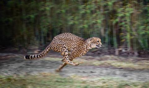 Не гепардът е най-бързото същество, вижте кое е (ВИДЕО) - 1
