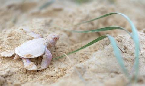 В Австралия заснеха костенурка албинос - 1
