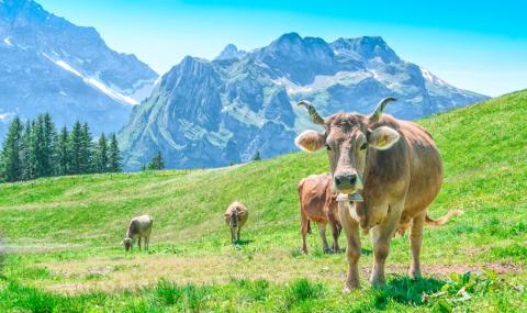 Швейцарците гласуват да имат ли кравите рога - 1
