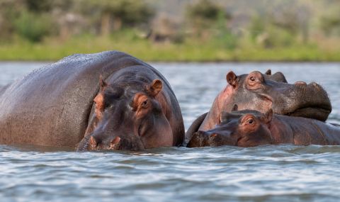 Евтаназират и стерилизират част от хипопотамите на Ескобар - 1