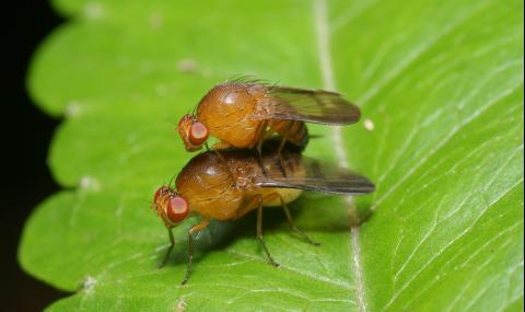 Необичайните сексуални ритуали на винарките - 1