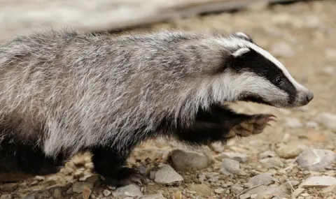 October 6: Badger Day  - 1