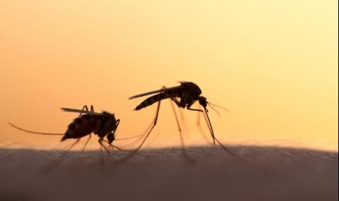 4 растения, от които комарите бягат като от чума - 1