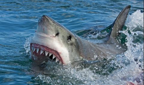 Ето как сърфист се спаси от кръвожадна бяла акула (СНИМКА) - 1