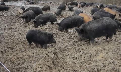 Законопроект на Министерство на земеделието позволява жестокости към дивите животни - 1