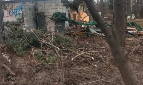 Прокуратурата: Започваме проверка на сечта в Борисовата градина  - 1